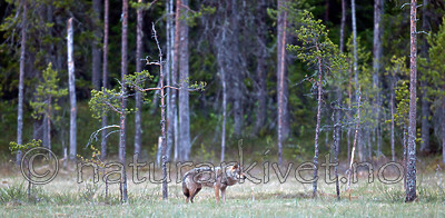 BB 09 0030 / Canis lupus / Ulv